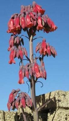 Red, succulent, purple flower crown. small succulent plants from Tucson