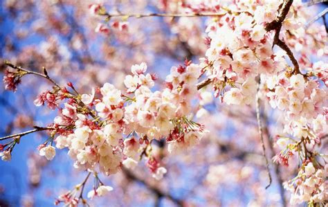 Haiku Poetry About Japans Cherry Blossoms