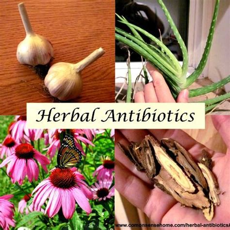 the facts about herbal antibiotics herbalism healing herbs herbal healing