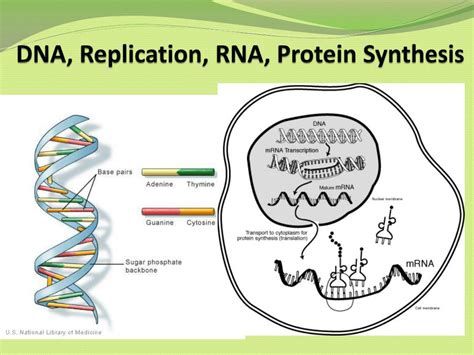 Ppt Dna Replication Rna Protein Synthesis Powerpoint Presentation Riset
