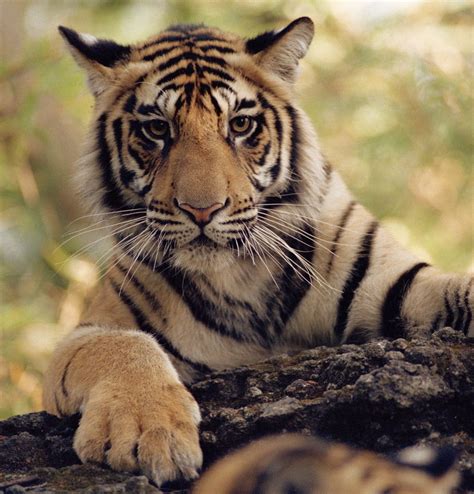 Top 184 What Type Of Animal Is Tiger