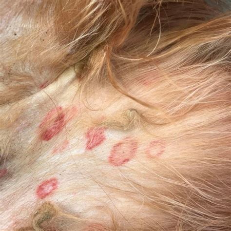 Vet Explains Why More Pet Owners Are Finding Red Circle Spots And Bites