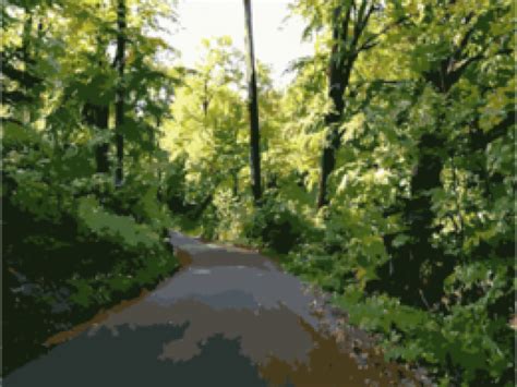Download Wilderness Clipart Forrest Tree Dirt Road Png Download Png