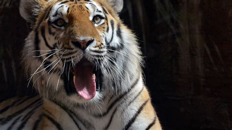 4k Tiger Tiger Wallpapers Predator Wallpapers Hd Wallpapers Animals