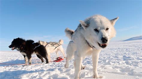 Canadian Eskimo Dog Information Photos Characteristics Names