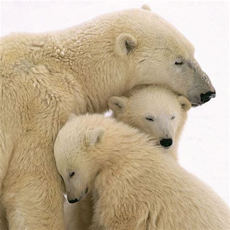 Momma Bear With Her Cubs 15 Un Bear Ably Cute Momma Bears Teaching
