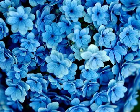 Many Blue Flowers Beautiful Wallpaper
