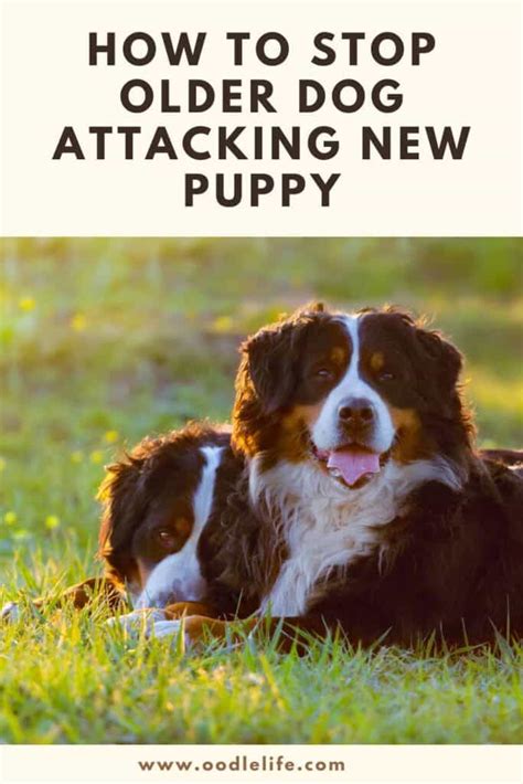 Sounds like he's not enjoying sharing his home with a newcomer. Older Dog Attacking New Puppy - What to do When Older Dog ...