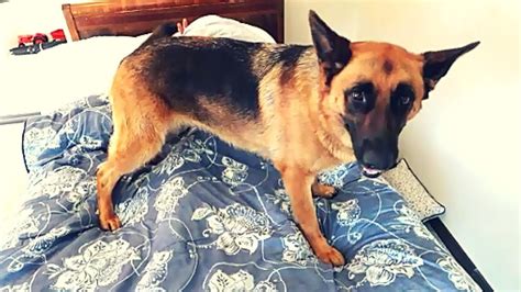 german shepherd wants to play so wakes up owner youtube