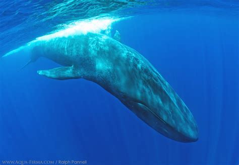 Antarctic Blue Whales