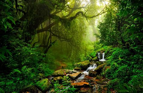 5 Tips For Great Rainforest Photography | Traveler by Unique