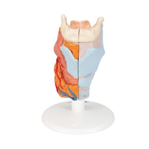 Human Larynx Model Part B Smart Anatomy Hospitalbuy