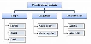 Classification Of Bacteria According To Shape