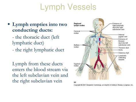Ppt Functional Anatomy Of Lymphatic System Powerpoint Presentation