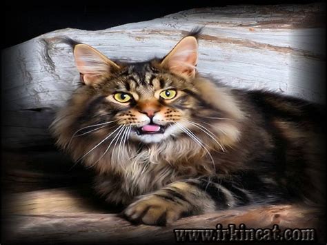 Ukpets found the following maine coon for sale in the uk. Maine Coon Kittens For Sale Oregon Options | irkincat.com