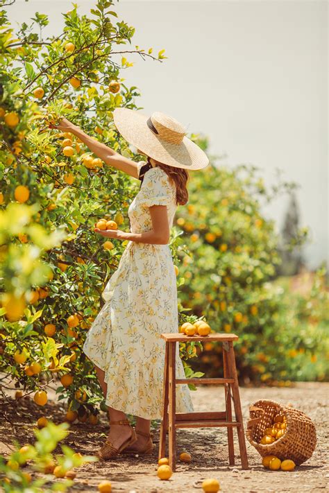 A Breathtaking Lemon Tree Lemon Orchard Amalfi Coast Italy Sicily