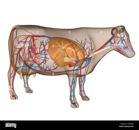 Circulatory System Cow