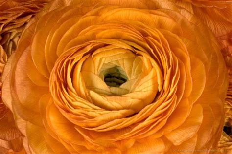 A Few More Orange Ranunculuses Beautiful Flower Pictures Blog