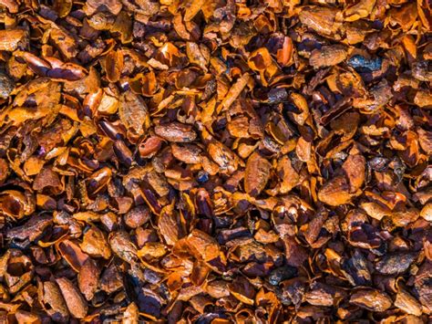 Cocoa Bean Hulls Information About Cocoa Mulch Benefits And Precautions