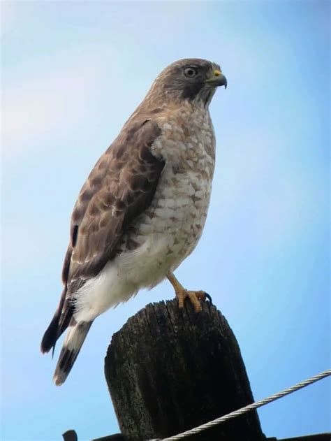 Hawks In Missouri 7 Species With Pictures Wild Bird World