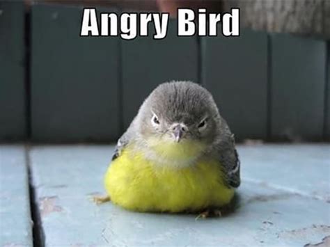 30 Hilarious Bird Pictures To Make You Laugh Tail And Fur