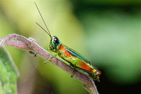 7000 Best Cricket Insect Photos · 100 Free Download · Pexels Stock