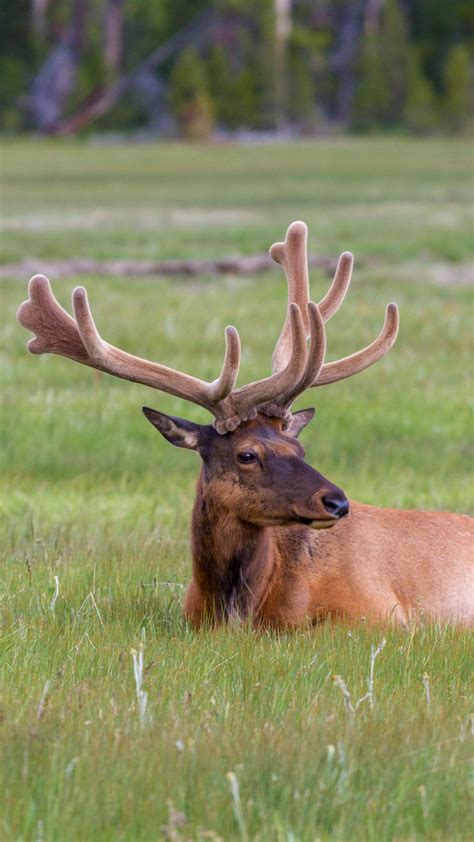 Elk In Yellowstone National Park Yellowstone Yellowstone National