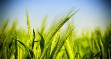 Green Wheat Field Free Stock Photo Public Domain Pictures