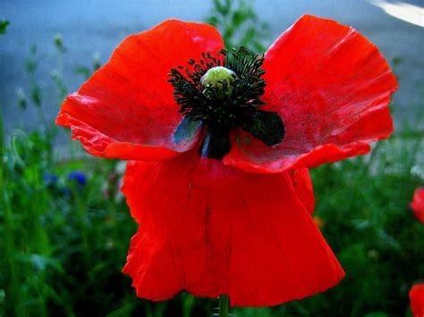 The Red Poppy And Memorial Day