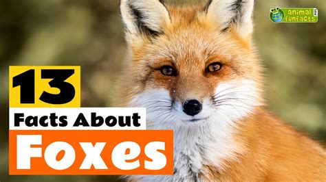 13 Facts About Foxes 🦊 Learn All About The Fox Animals For Kids