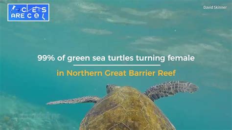 Climate Change Making Turtles Female The Weather Channel