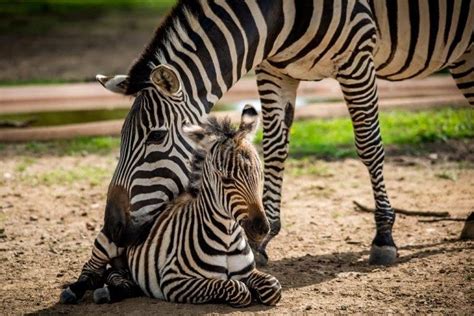 Como Zoo Baby Zebra Named In Honor Of Longtime Volunteer