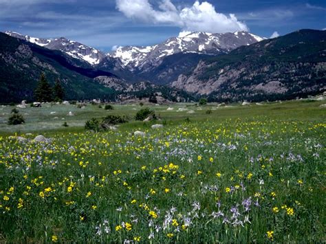 Mountain Iris And Golden Banner Rocky Mountain National Park Us