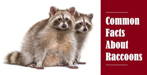 Common Facts About Wild Raccoons In Indiana Modern Wildlife Control