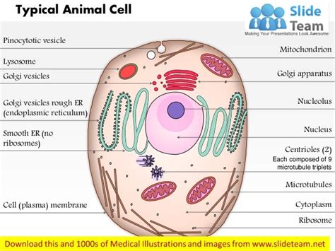 A Typical Animal Cell As Seen In An Electron Microscope Medical Ima