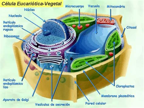 Célula Vegetal Indicando Partes Célula Vegetal Celula Eucariota