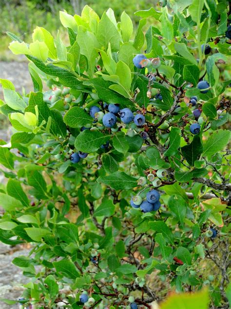 Free Images Tree Branch Blossom Fruit Berry Flower Summer Ripe