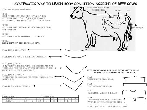In breeding animals (cows, heifers and bulls), body condition is closely related to the for the following steps in this article, you are free to use whatever score you like, though the canadian score will be used below. "Pocket" range and animal monitoring forms | V Bar V Range ...