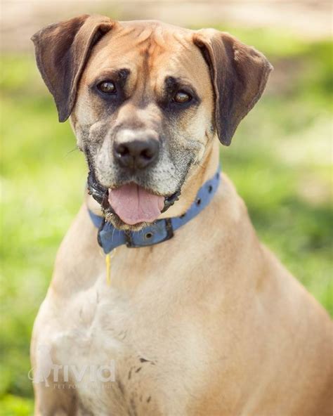 Buxton Large Male Boxer X Great Dane Mix Dog In Vic Petrescue