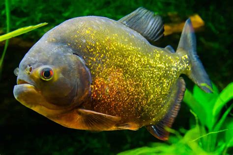Red Belly Piranha Fish Tank