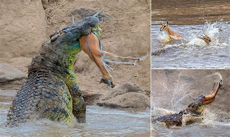 Crocodile Rips Gazelle In Half After Snaring It In Kenya Daily Mail Online
