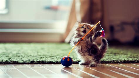 Funny Kitten Best Wallpapers Hd Collection