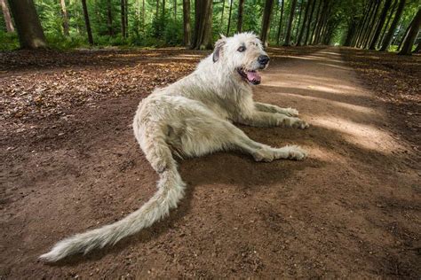 Pets With Guinness World Records