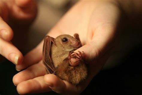 Baby Bat Cute Bat Animals Beautiful Super Cute Animals