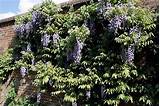 Plants That Climb On Walls Pictures