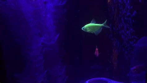 Glofish Tetras And Albino Cory Catfish Youtube