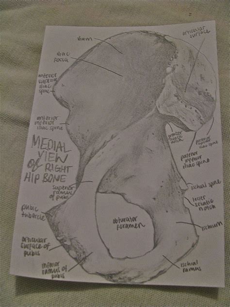 Medial View Of The Right Hip Bone Medical School Essentials Biology