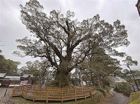 Lisas Wanderings Around Japan Tree At Kamou In Kagoshima Looks Like