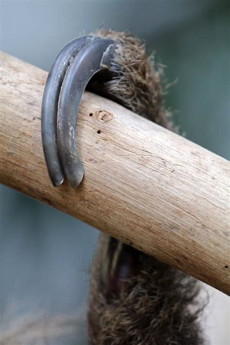 Sloth Claw Stock Photo Image Of Brownthroated Wildlife 75328608