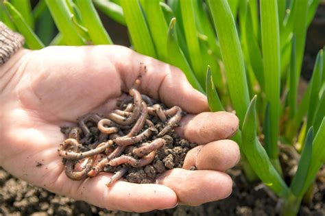 Adding Worms To A Compost Pile How To Attract Earthworms Benefits